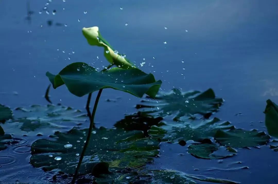 三月雨